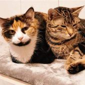 Zwei Schwestern suchen das Glück auf acht Pfoten