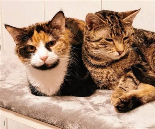 Fine (links) und Flora wollen zusammenbleiben.Foto re