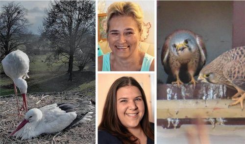 Freuen sich über den tierischen Flugverkehr über Kolbermoor: Petra Oschmann (oben) und Cindy Kock. Fotos storchennest-kolbermoor.de, Oschmann, Weinzierl, re