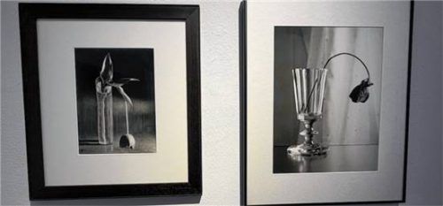 Gibt es den weiblichen Blick? Wer hat welches Foto einer verwelkenden Blume aufgenommen? Die Tulpe ist von Andre Kertesz (1894 bis 1995), die Rose von Elfriede Mechjar (1924 bis 2020). Foto Kirchner