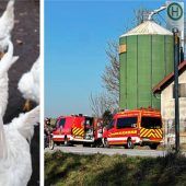 Weitere Fälle des Hühner-Virus