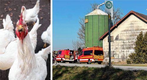 Gleich zwei weitere Ausbrüche werden aus Niederbayern gemeldet, beide am selben Tag: Am 19. März wurde das Newcastle-Virus in einem Betrieb bei Gangkofen und in einem weiteren bei Vilsbiburg nachgewiesen. Seit Montag, 23. März, wird ein Verdachtsfall untersucht. Fotos Gruber/dpa