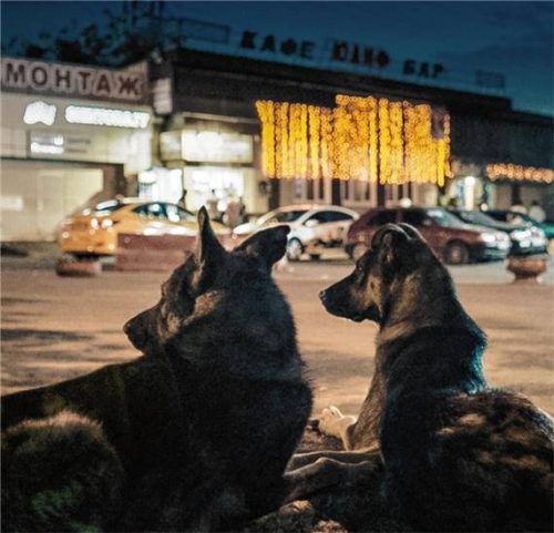 Hunde haben es in Moskau nicht leicht. Foto RE