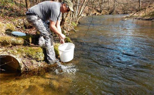Im Rahmen eines Monitorings des Wasserwirtschaftsamtes wurden aus der Götzinger Achen Fische entnommen und im Labor analysiert. Die Tiere wiesen PFAS-Konzentrationen auf. Das Foto zeigt ein Mitglied des Waginger Sportanglerbundes. Foto Sportanglerbund e. V. (Archiv)