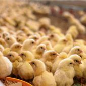 Newcastle-Virus: Noch keine Entwarnung