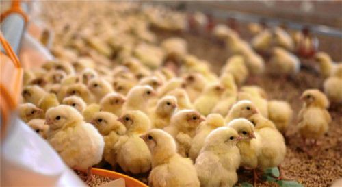 Ist das Schlimmste vorbei? Dem Landratsamt Mühldorf sind keine neuen Fälle von Newcastle-Erkrankungen beim Geflügel bekannt. Foto IMAGO/diebildwerft