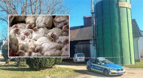 Jetzt hat es einen Betrieb in Gangkofen erwischt: 60.000 Masthähnchen mussten hier getötet werden. Fotos Gruber/DPA