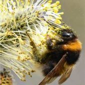 Hummel-Challenge annehmen