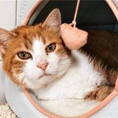 Leo erobert Menschenherzen