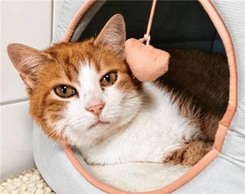 Kater Leo möchte gerne als Einzelprinz leben. Foto re