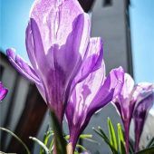 Gottesdienste zu Ostern