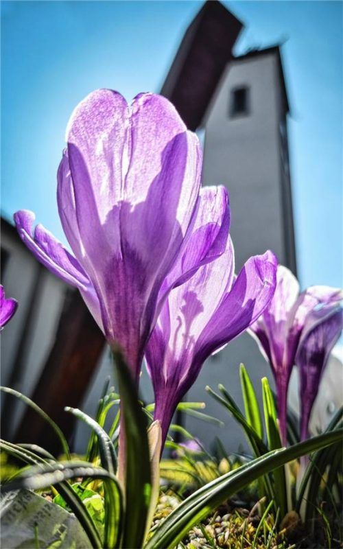 Krokusse blühen vor der evangelischen Christuskirche in Wasserburg, die im vergangenen Jahr ihr 70-jähriges Bestehen feierte. Foto Rieger