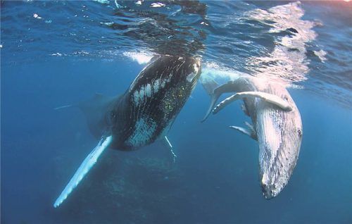 Sanfte Riesen: Buckelwale können bis zu 18 Meter lang werden. Rechts: Gene und Catherine leiten die Expedition. Fotos picture alliance/dpa/Conscious Breath Adventures/Gene Flipse/Manuel Meyer