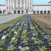 Buntes Meer aus Stiefmütterchen, Goldlack und Tulpen
