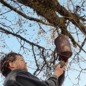 Auch bei den Vögeln herrscht Wohnungsmangel