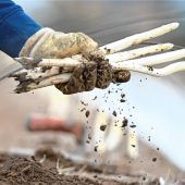 Wie nachhaltig ist Spargel?