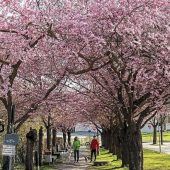 In Mühldorf blühen wieder die Kirschbäume