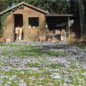 Ein mega Blumenteppich in Heilig Blut