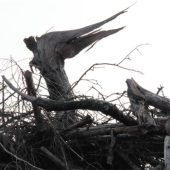 Vergängliches Kunstwerk