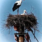 Nest mit Stromanschluss