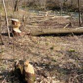 Biberwerkstatt an der Mangfall