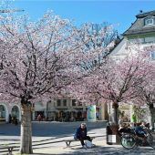 Kirschblüte in Rosenheim