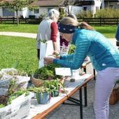 Erfolgreicher Pflanzen-Tauschmarkt in Marquartstein