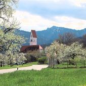 Streuobstlandschaft im strahlenden Blütenmeer