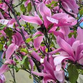 Magnolien-Blütenpracht am Kerneck