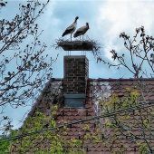 Siegsdorfer Störche scheinen sesshaft zu werden