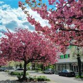 Blütenpracht verzaubert die Prager Straße
