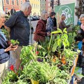 Von heimischem Gemüse bis zur Dattelpalme: Wasserburger Pflanzenflohmarkt lockt mit besonderem Angebot