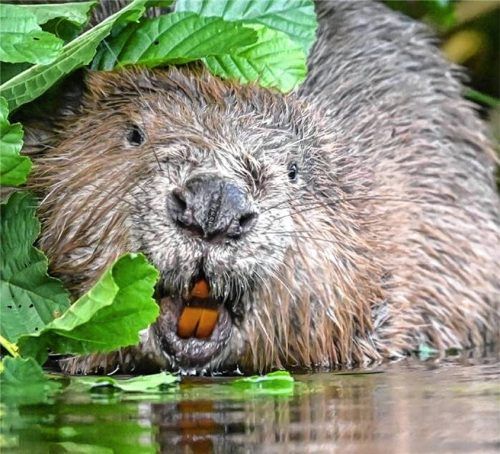 Baumeister Biber – um seinen Damm kümmert sich das dicht behaarte Tier sehr sorgfältig, der Eingang zu seinem Bau soll unter Wasser bleiben. Der Biber kann sogar bei Hochwasser die Abfließgeschwindigkeit regeln. Foto dpa