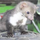 Jetzt beißt der Marder wieder