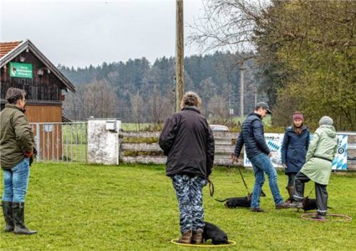 Dackeltraining auf dem Schäferhundeplatz. Foto re
