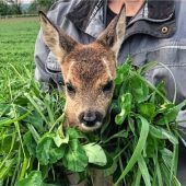 Änderung des bayerischen Jagdrechts