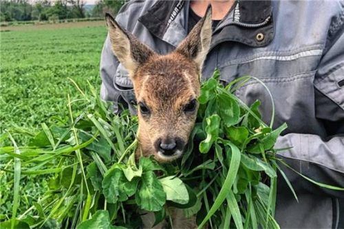Dank der Drohne konnte dieses Kitz gerettet werden. Die Jäger appellieren deshalb: Nutzt das Angebot der Drohne. Foto stettner