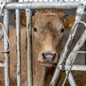 Ermittlungen zu Tierdrama kurz vor Abschluss
