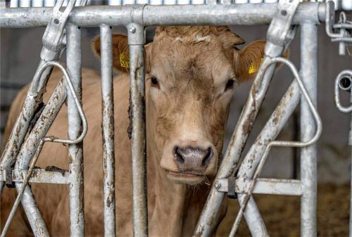 Das Ermittlungsverfahren gegen einen Landwirt (Symbolbild) in Griesstätt steht kurz vor dem Abschluss. Foto IMAGO