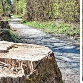 Eschentriebsterben birgt Gefahren