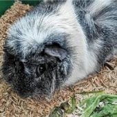 Ausgesetzte Meerschweinchen sind nun im Tierheim