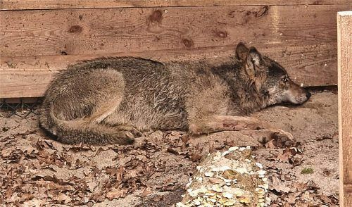 Der Wolf, der eine Frau in Hamburg verletzt hat, liegt in einer Wildtierauffangstation bei Sachsenhagen. Foto dpa
