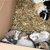 20 Meerschweinchen am Straßenrand gefunden