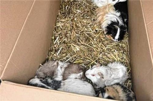 Die Kartons, in denen die Tiere gefunden wurden, waren mit etwas Stroh ausgelegt. Foto Polizei RO.