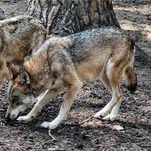 Verdacht auf einen zweiten Wolf im Chiemgau