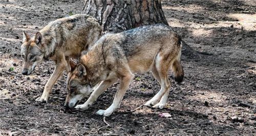 Ein Autofahrer will in den Morgenstunden zwei Wölfe unter einem Baum an der Landstraße zwischen Grassau und Bernau gesehen haben. Foto dpA (Symbolbild)
