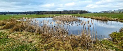 Ein Beispiel für eine Pflegemaßnahme: die Wasserrückhaltefläche im Kaltenecker Moos. Foto Amt für Ländliche Entwicklung Oberbayern