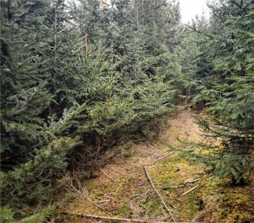 Eine Fichte-Kiefer-Naturverjüngung vor dem Pflegeeingriff. Foto  Reichelt