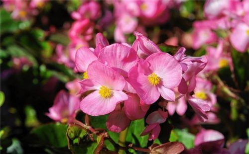 Eisbegonien sind robuste Friedhofspflanzen, die es in vielen Farben gibt. Foto IMAGO / Zoonar