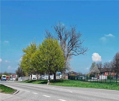 Für den Neubau muss eine alte Linde weichen. Foto Birkhof